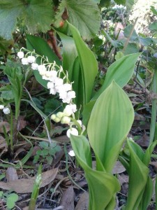 muguet jadin 1